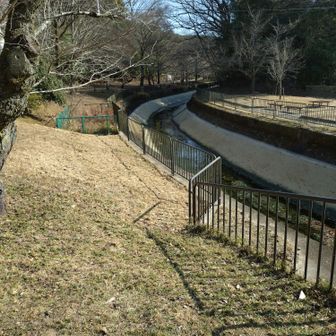 水はとても少ない。間違いなく京都市街地方向に流れているよね、と水面の落ち葉に目を凝らす