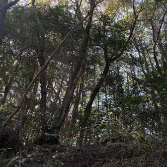 この辺の林の中に城山の山頂があるはず