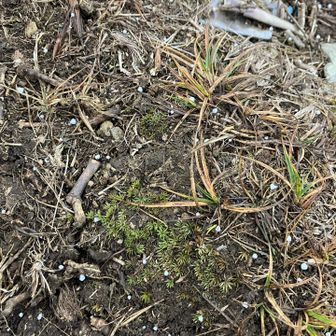 なんと！❄️アラレが😨