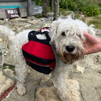 自分の荷物は自分で担いで登る感心なワンちゃんに出会った🐶
汗(よだれ？)びっしょりです