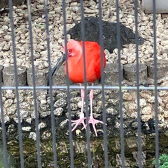 ショウジョウトキの綺麗な朱色。