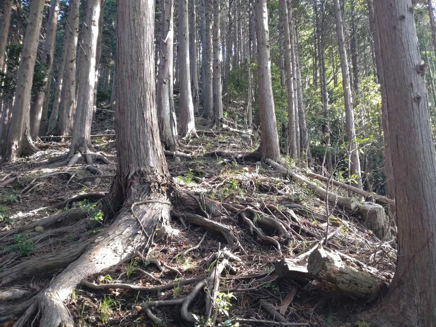 ひたすら登ります。