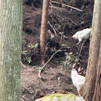 いました。山ん中で勇ましく鳴いてました🐓