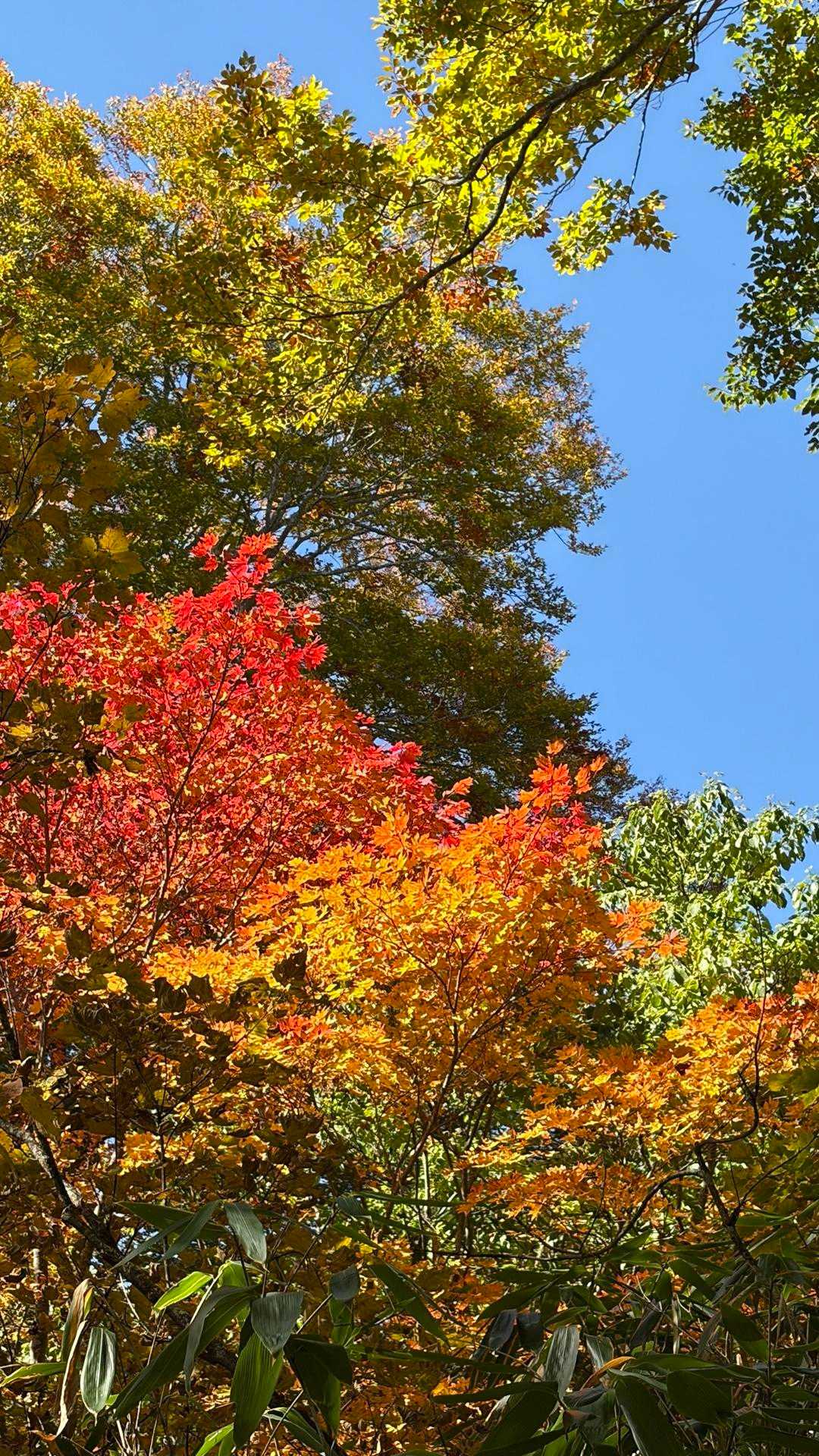 紅葉、進んでます