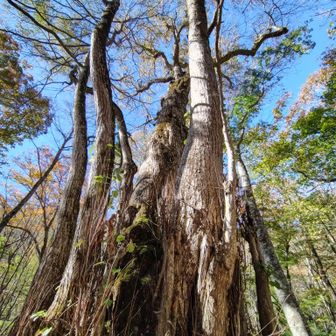 すっごい大木🌲