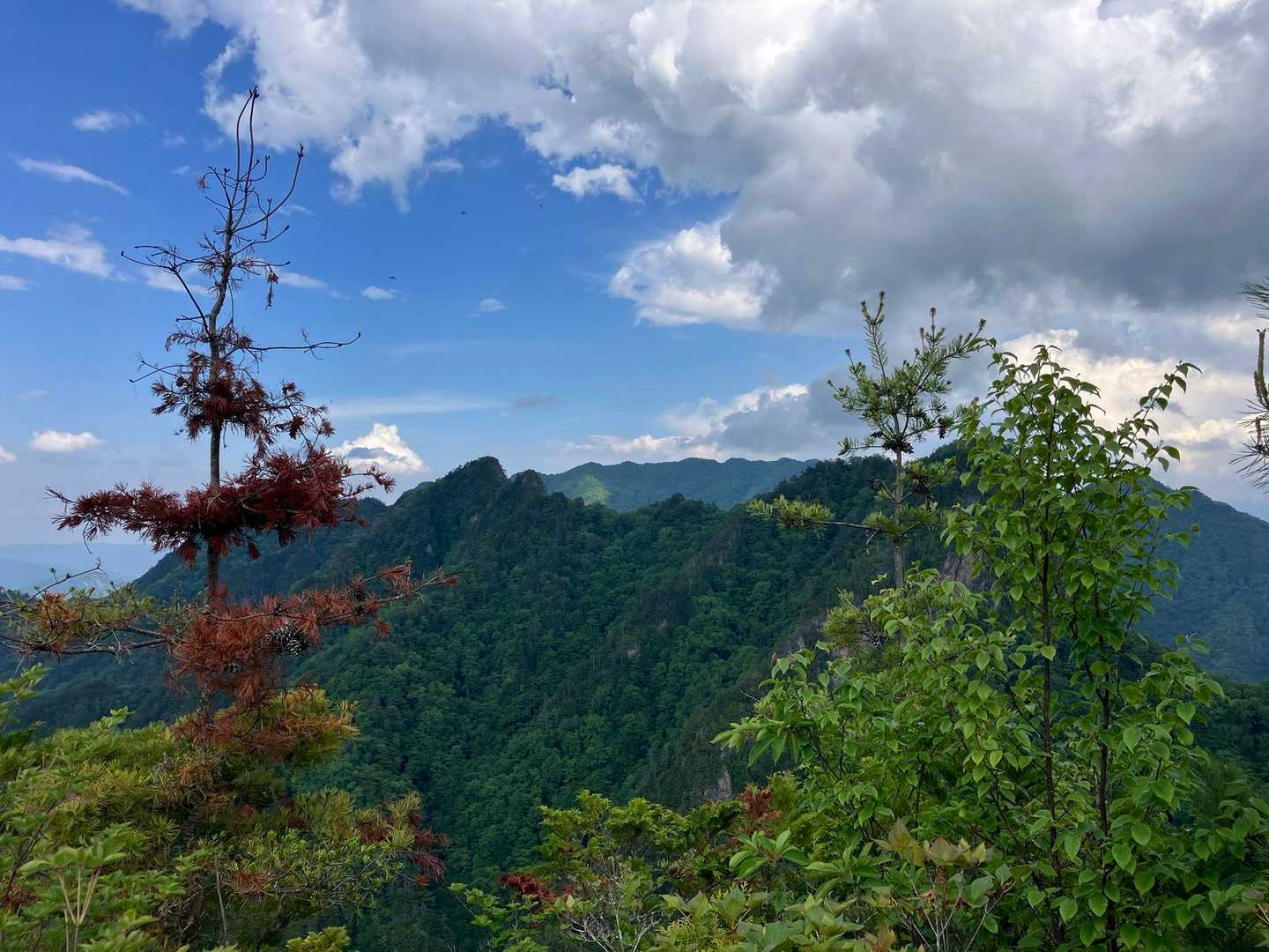 赤岩峠登山口-赤岩峠-大ナゲシ 往復コースの写真