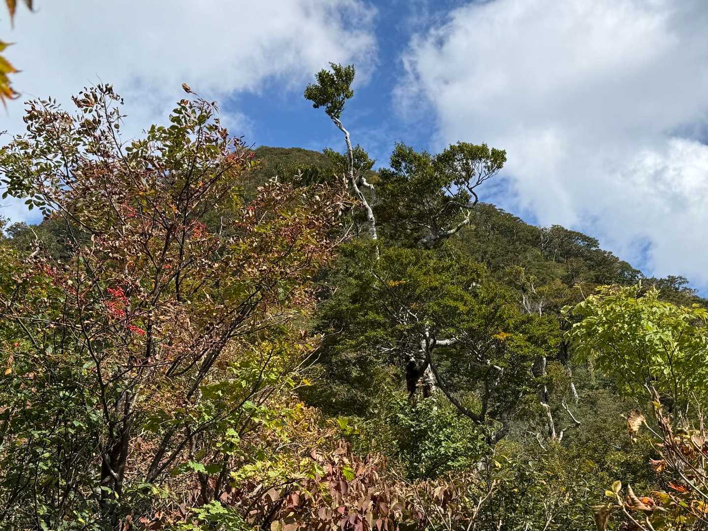 振り向いて矢筈ヶ山👋