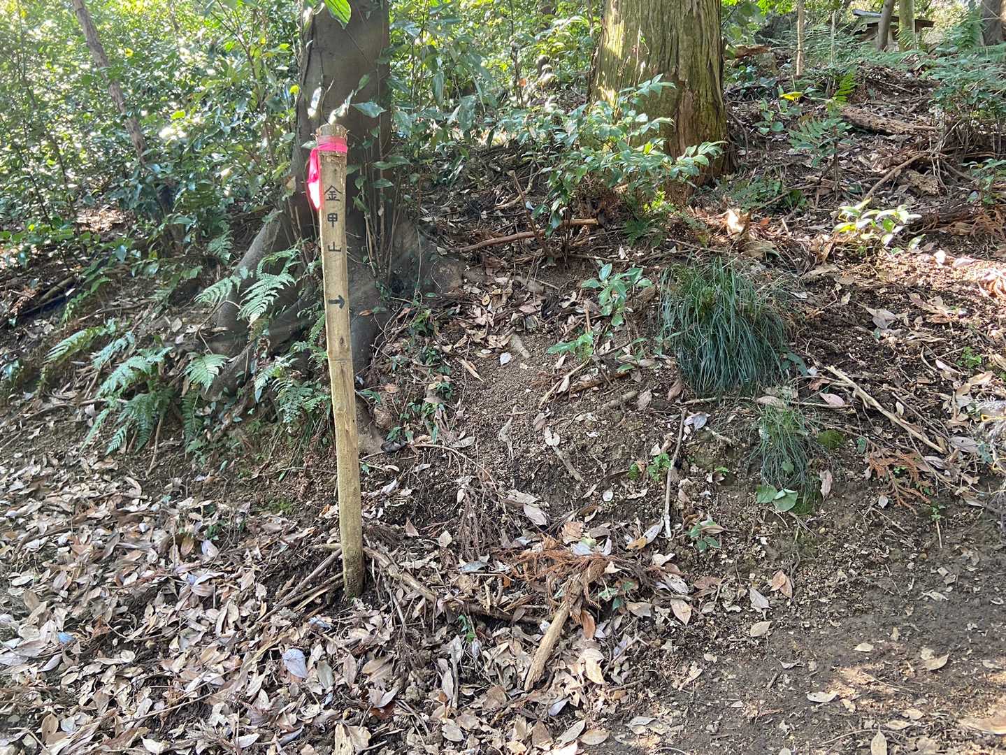 で、金甲山へ登ります。