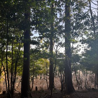 山頂からの景色
