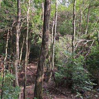 道無き道をやったので引き返す