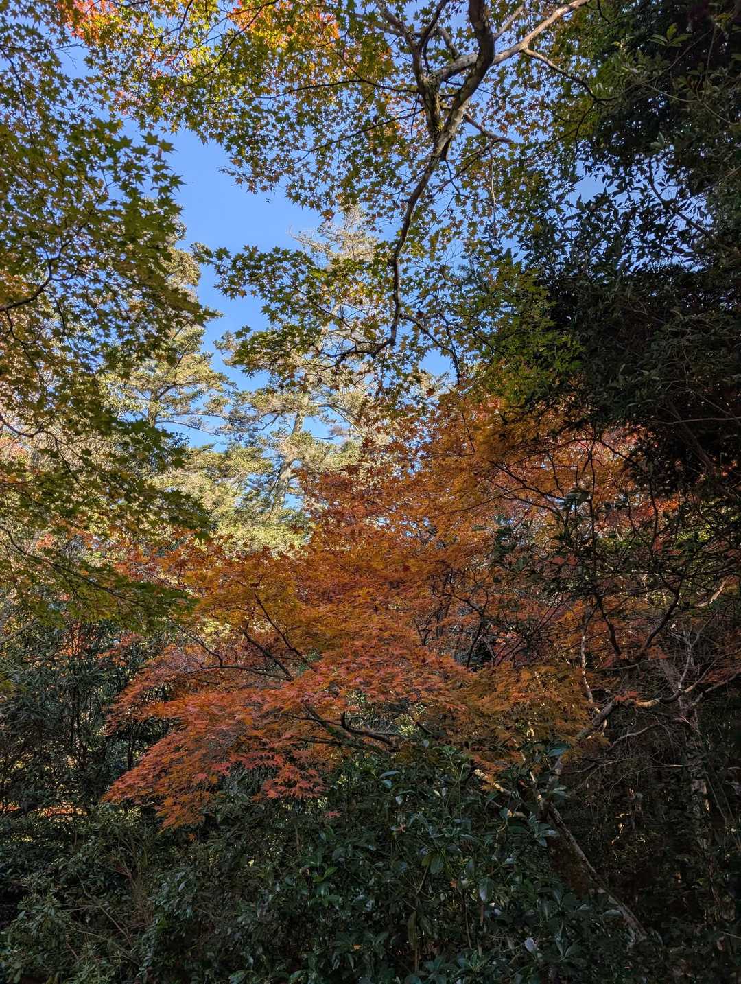 駒ヶ林-弥山 往復コースの写真