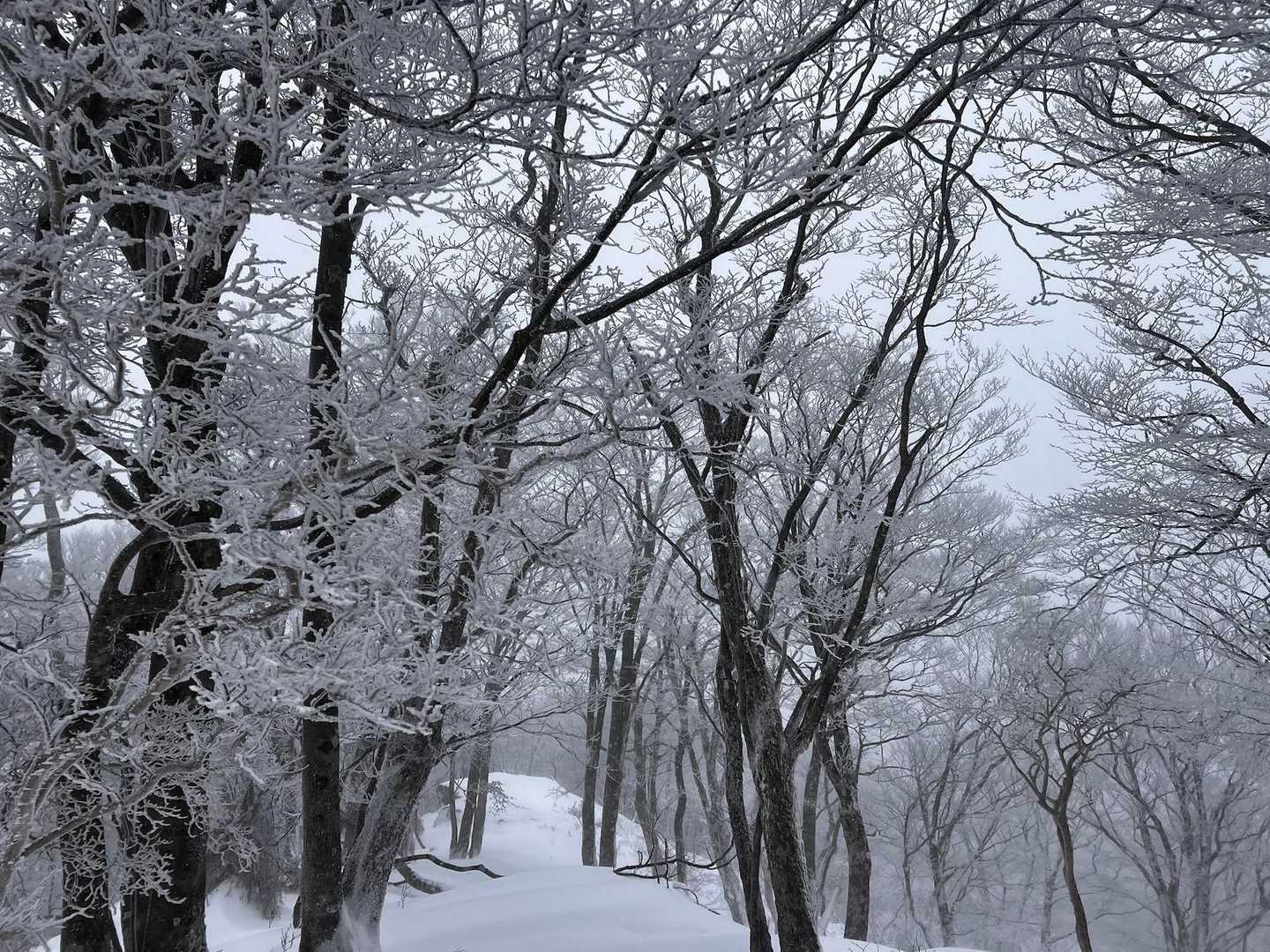 霧氷鑑賞❄️