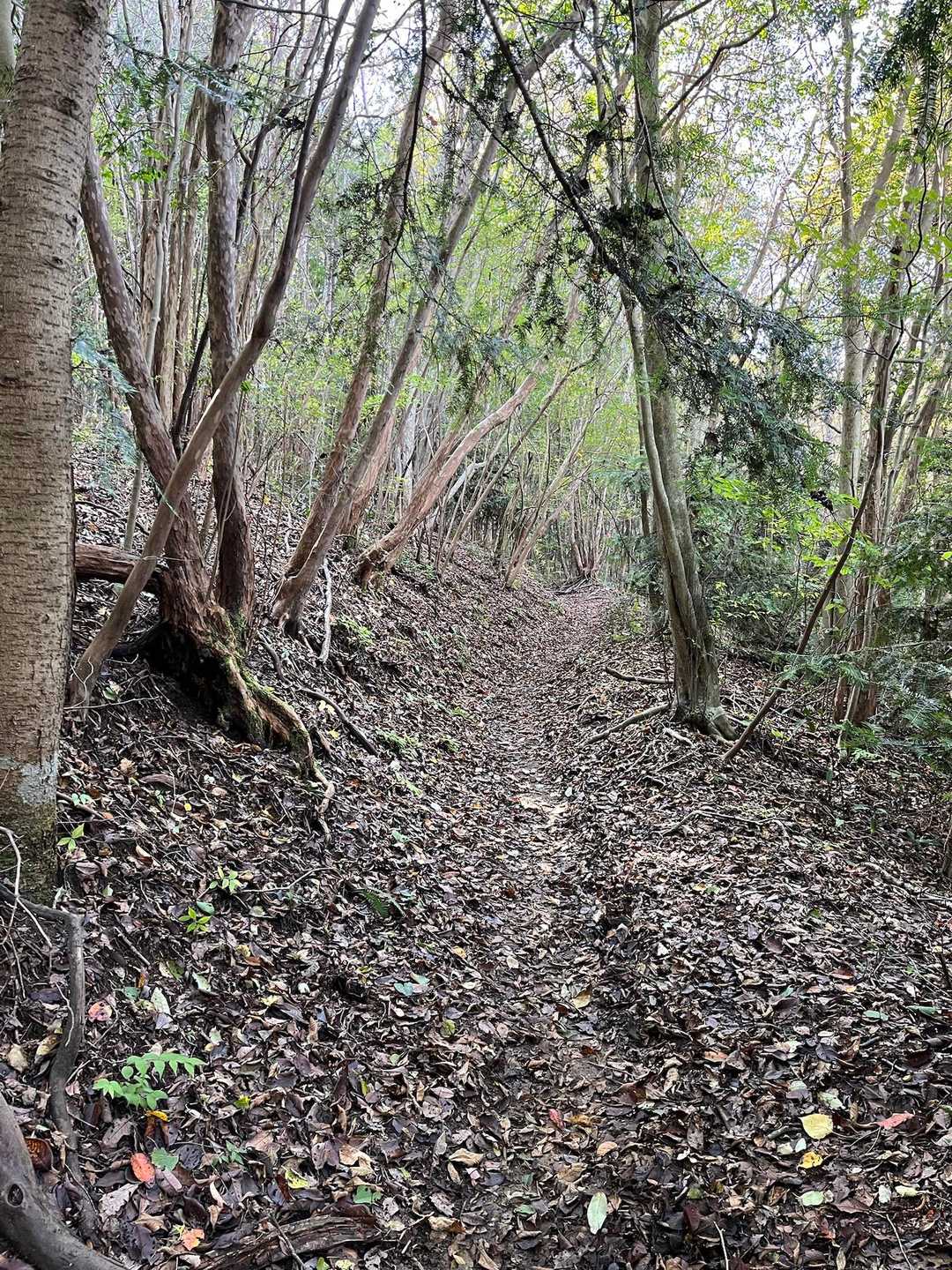 「自然林の中の小道」だそう
膝に優しく気持ちいい道