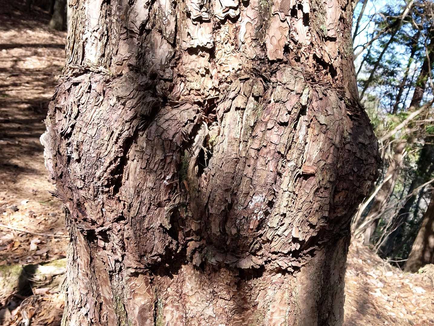 エロティカルな木を見ながら栄喜を養う
想像力は世界を救う