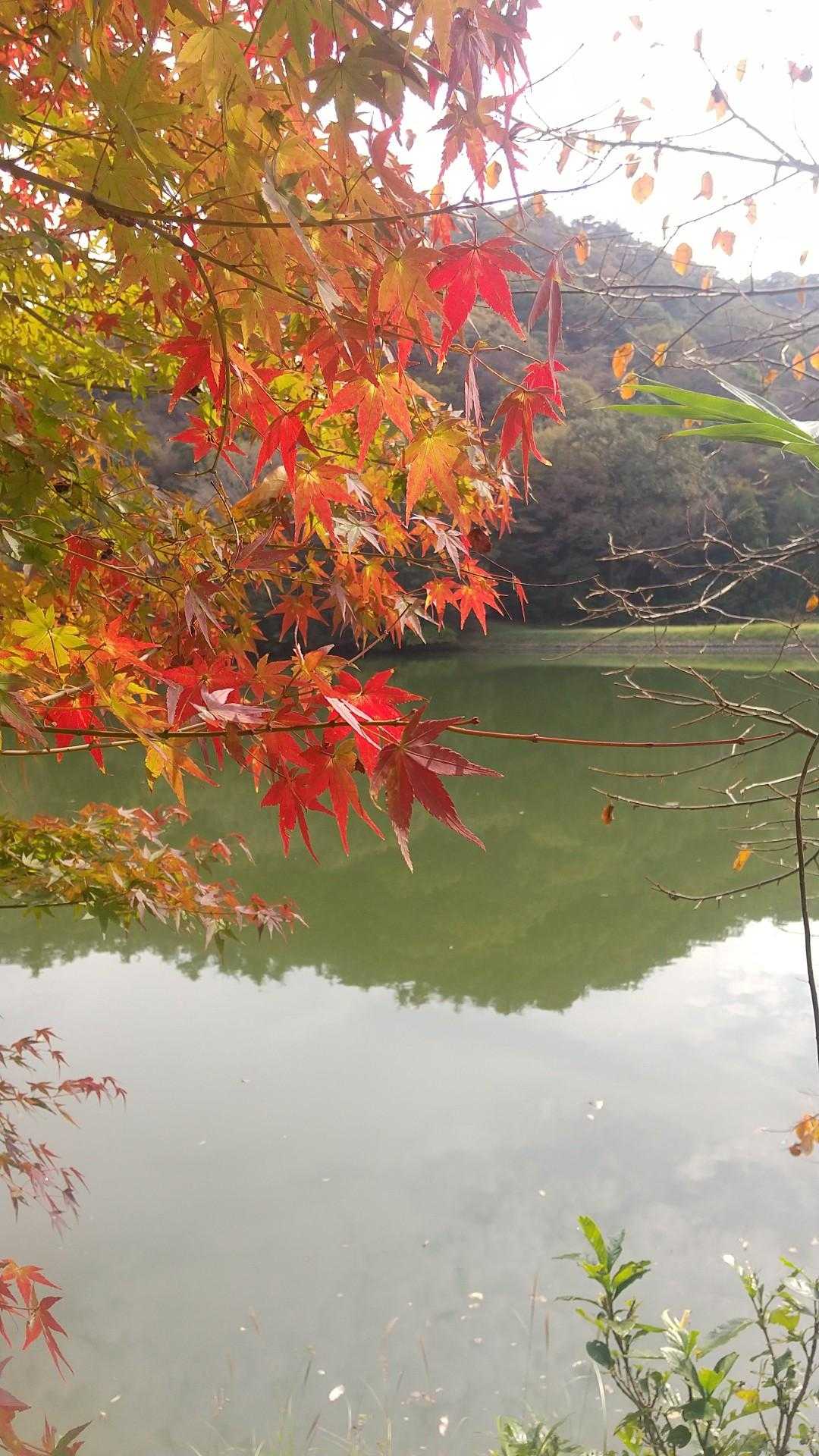 🍁