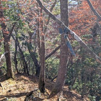それでは連絡尾根へ

古いけど青テープがあるな