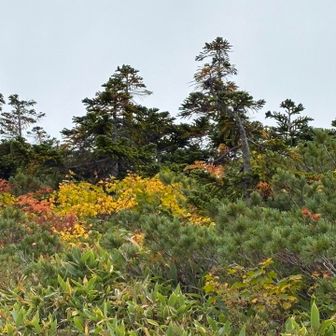 ところどころ紅葉🍁
