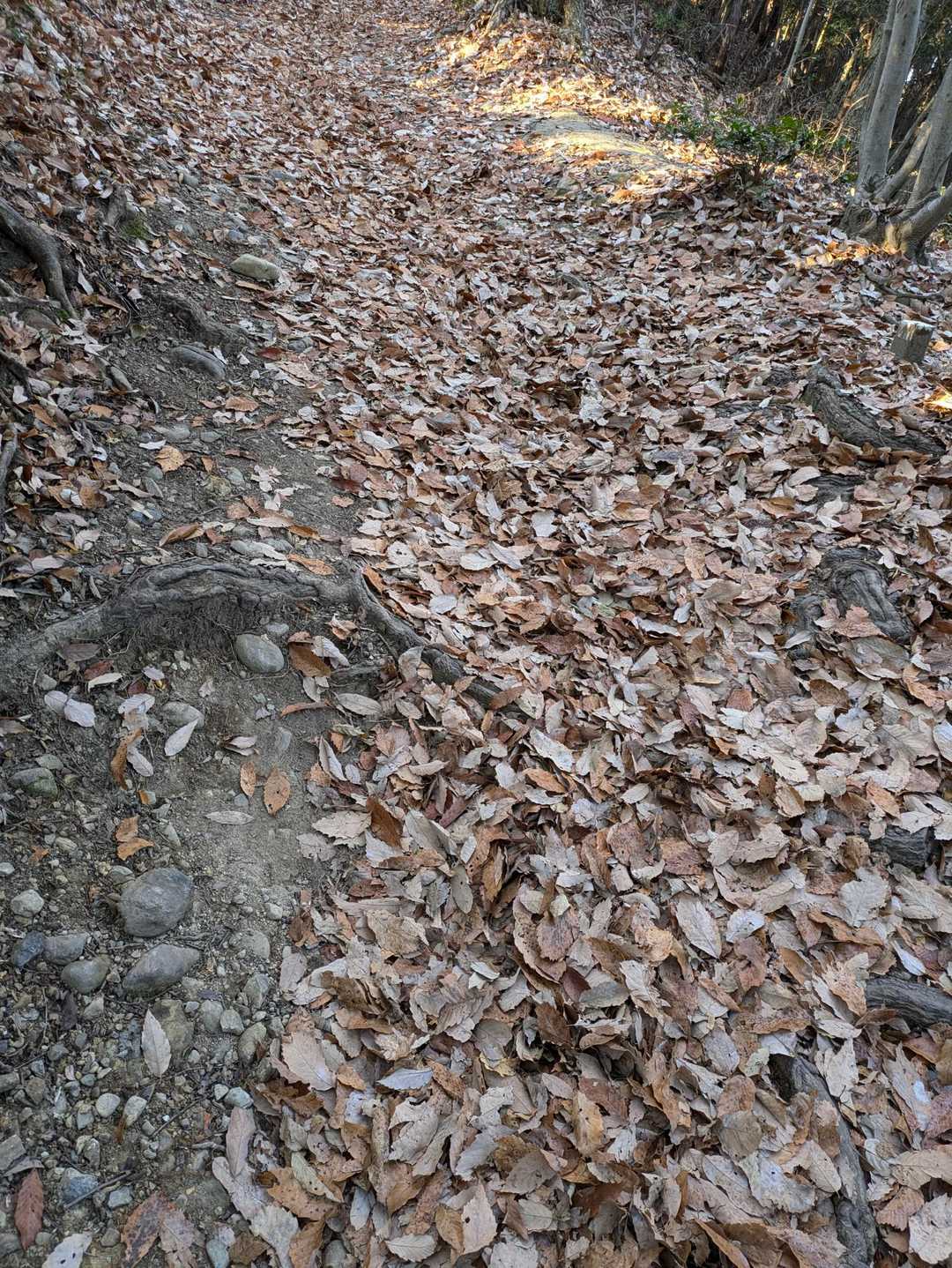 落ち葉の川🍂
