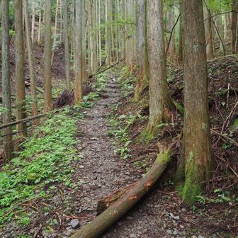 登山開始
この道を通るのは1年ぶり2回目
前回は下りに使いましたが、緩やかで歩きやすい道だった印象