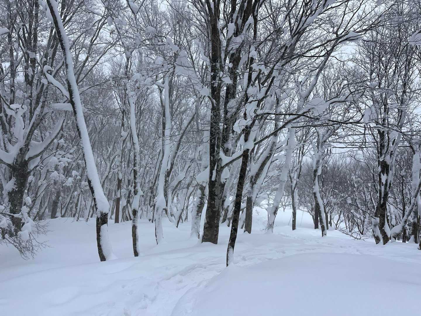 人形峠-大畝山 往復コースの写真