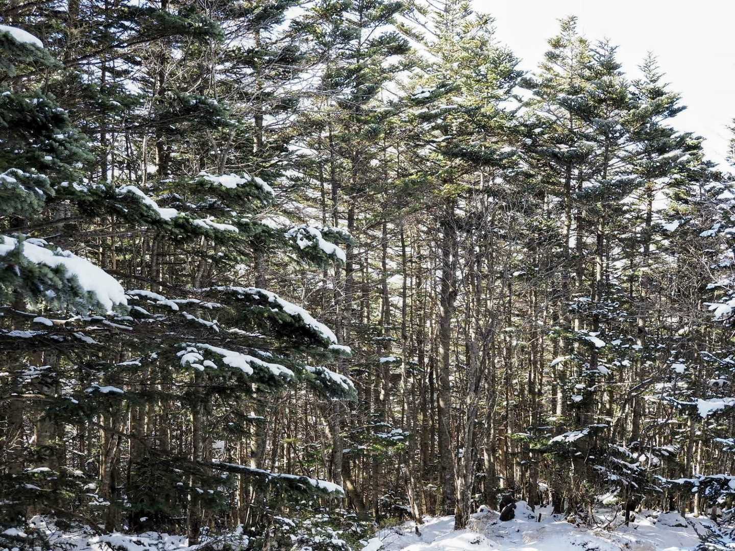 雪をまとった景観にうひょーとなる😍
市街地では雪が降ったとてこんな感覚にならないのに🙄
