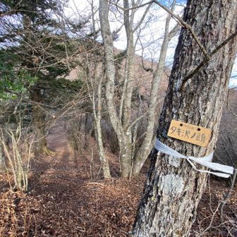 タキ沢ノ頭（YAMAPではピークてはない）