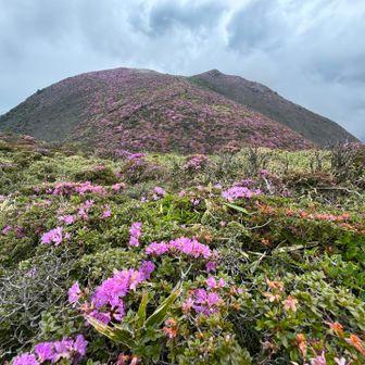 枯れた花もあるけれど、まだ咲いている花もある状況