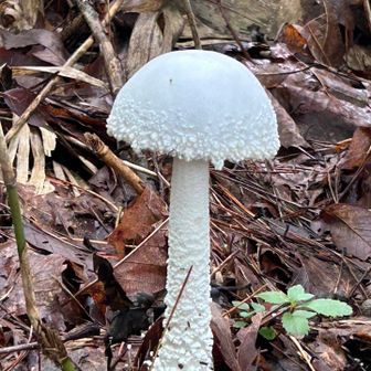 🍄‍🟫🍄🍄‍🟫きのこ祭り🍄🍄‍🟫🍄開催中🎉