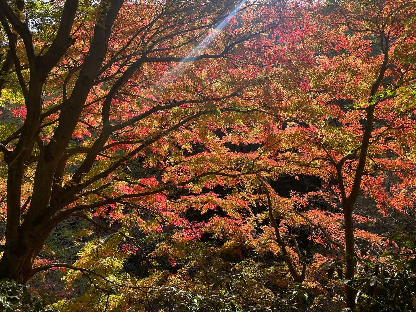小仏バス停-景信山登山口-ヤゴ沢作業路登山口-小仏峠-城山 縦走コースの写真