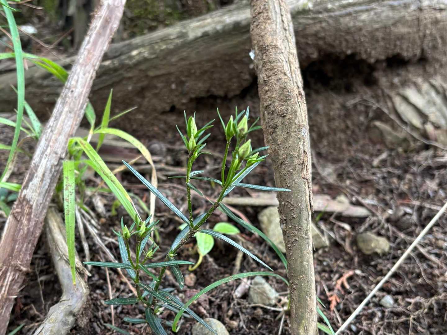 さて、センブリももう少しです