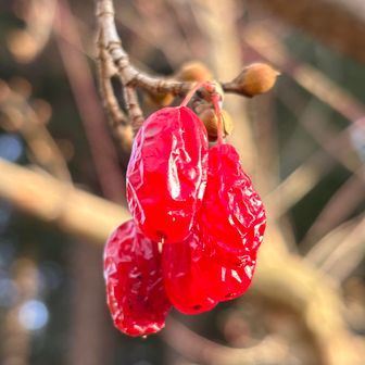 サンシュユの赤い実　酸っぱいけど美味でした