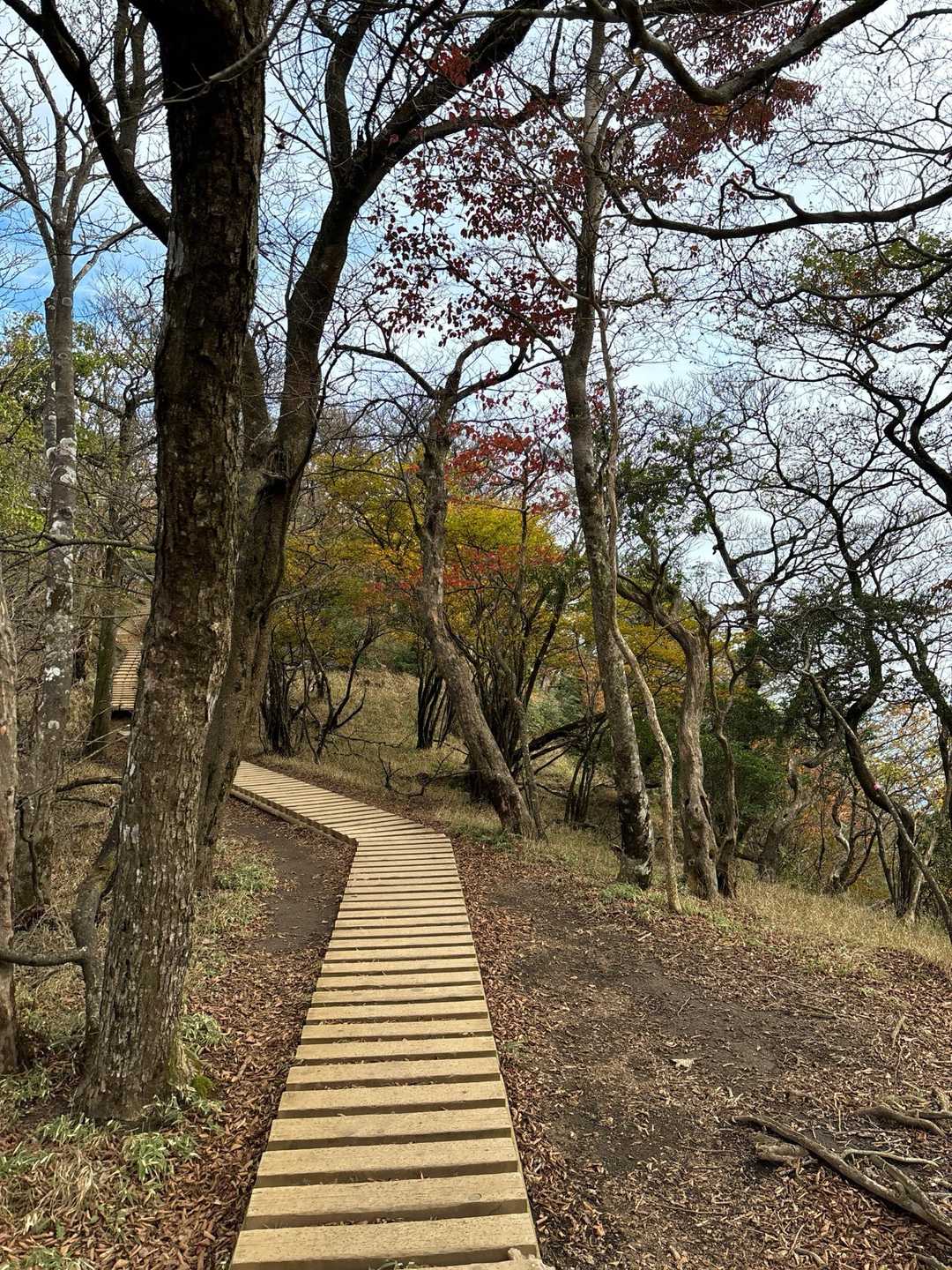 蓑毛バス停-大山-大山寺-大山ケーブルバス停 縦走コースの写真