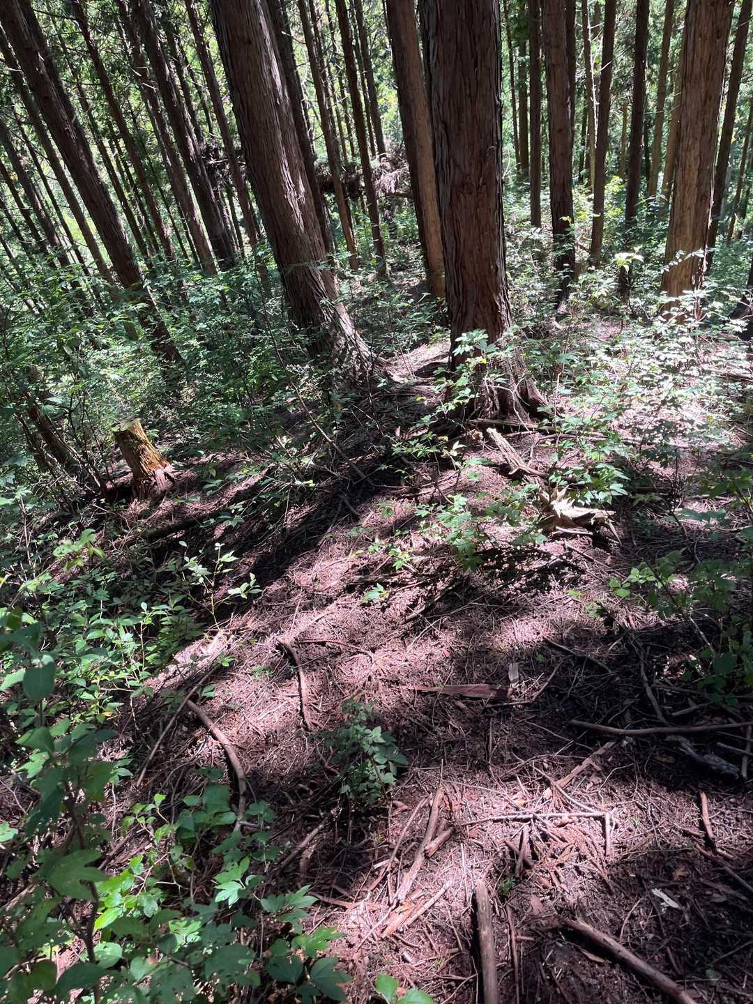 しかし、急斜面を避け作業道を進む。
