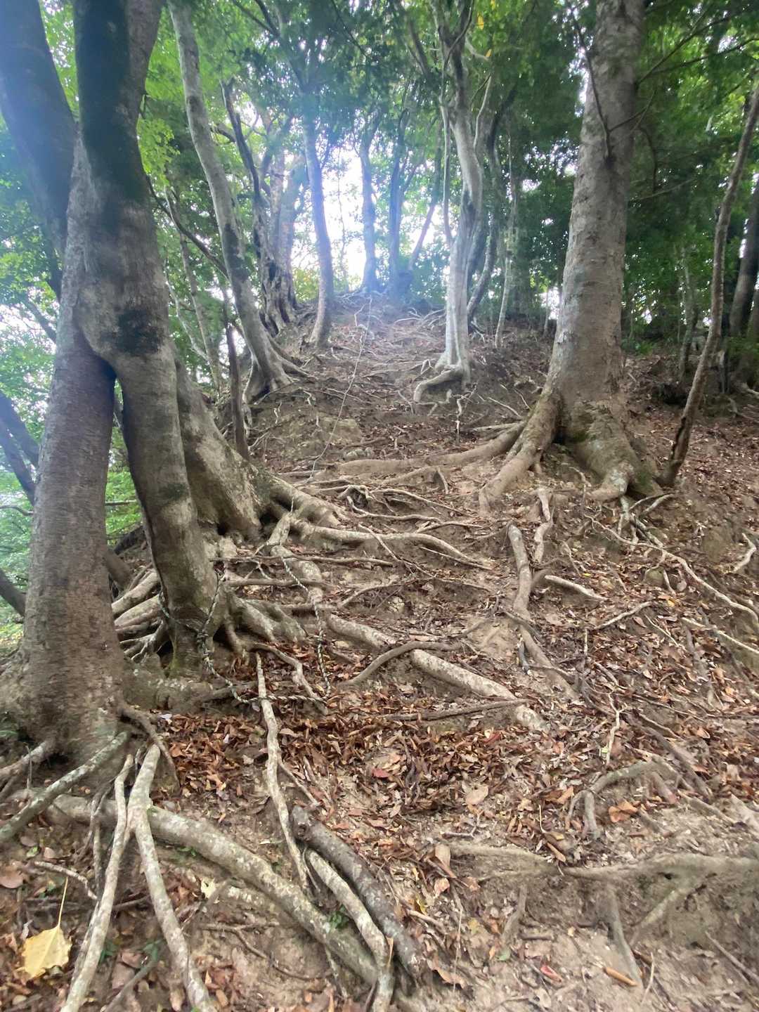 細尾根折り返して帰ります。根っこ🥾ひっかけない様に。