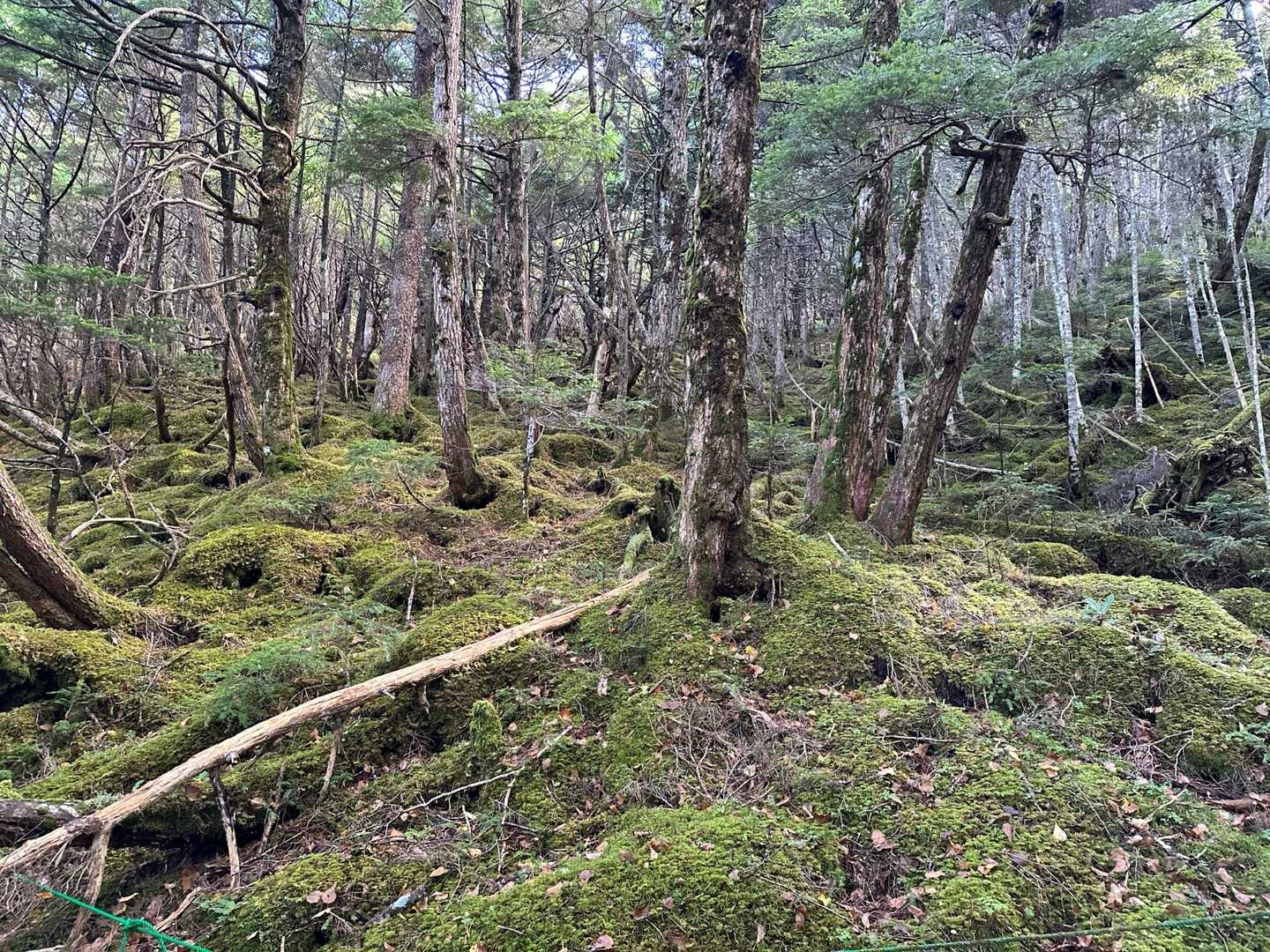 苔の森