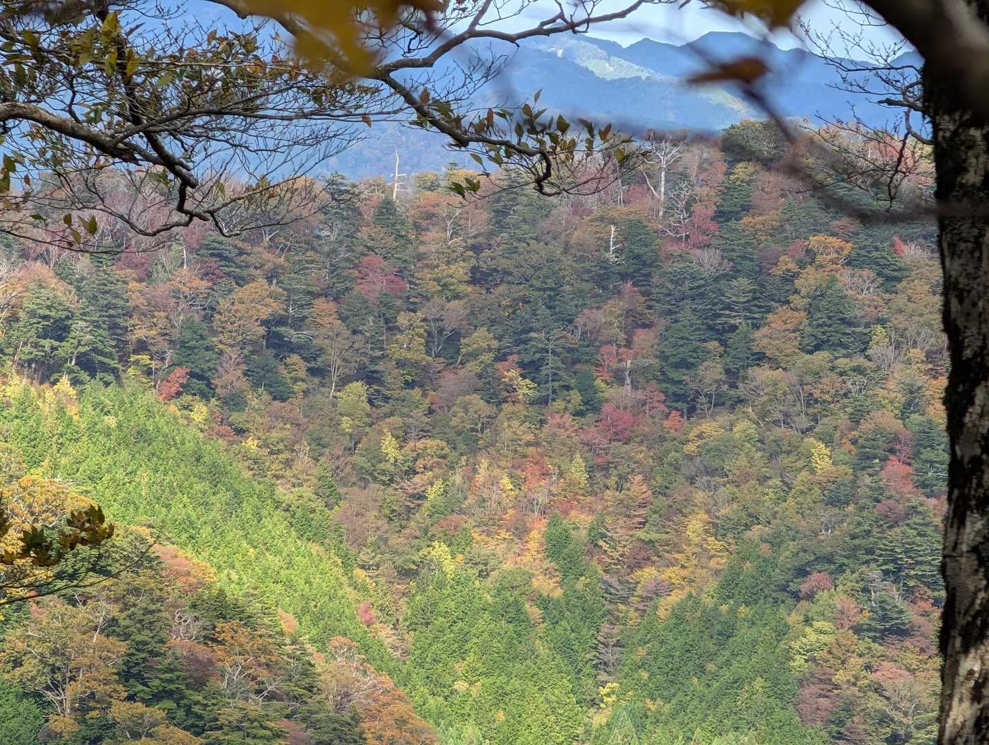 口千丈岳登山口-口千丈山-焼山ノ太尾ノ頭 往復コースの写真