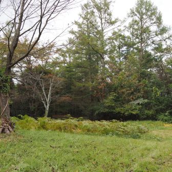 山頂広場は蕨のほだ畑🌿