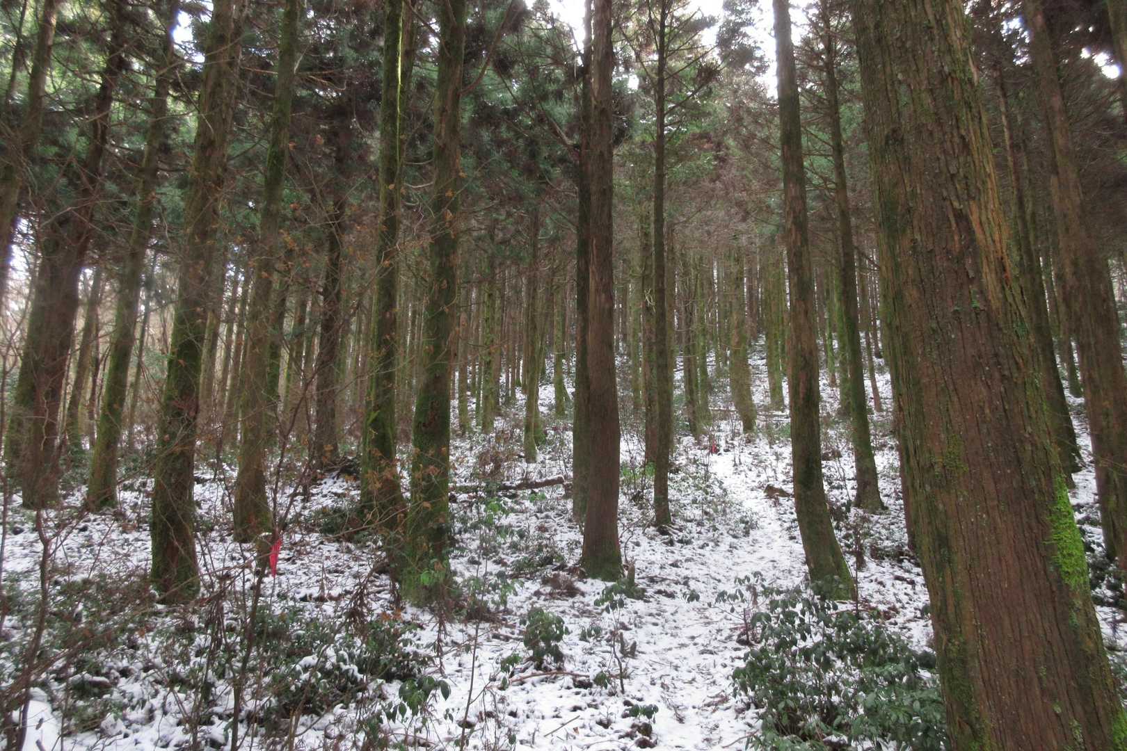 長くは続かず植林の道になってホットする