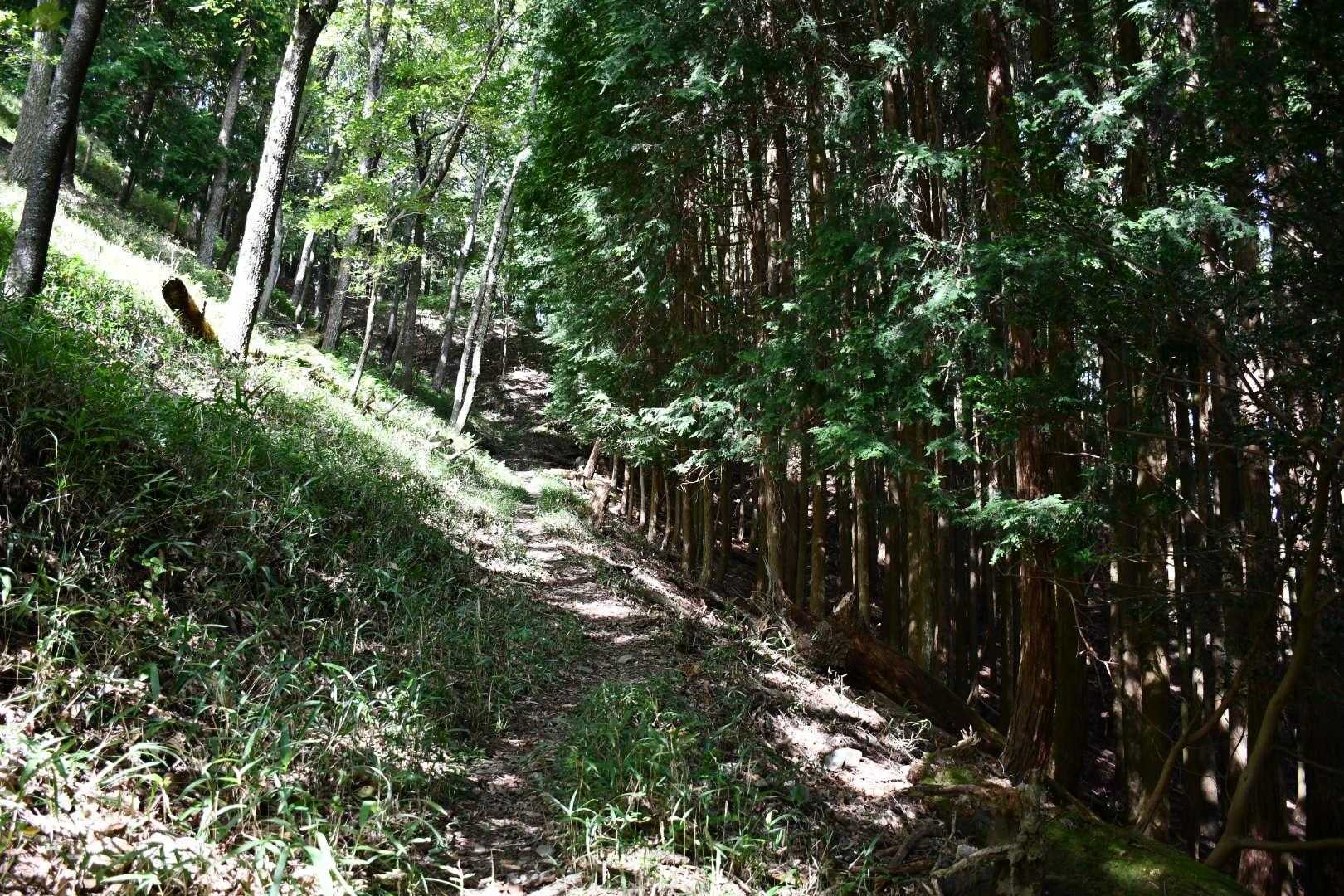 西教山 往復コースの写真