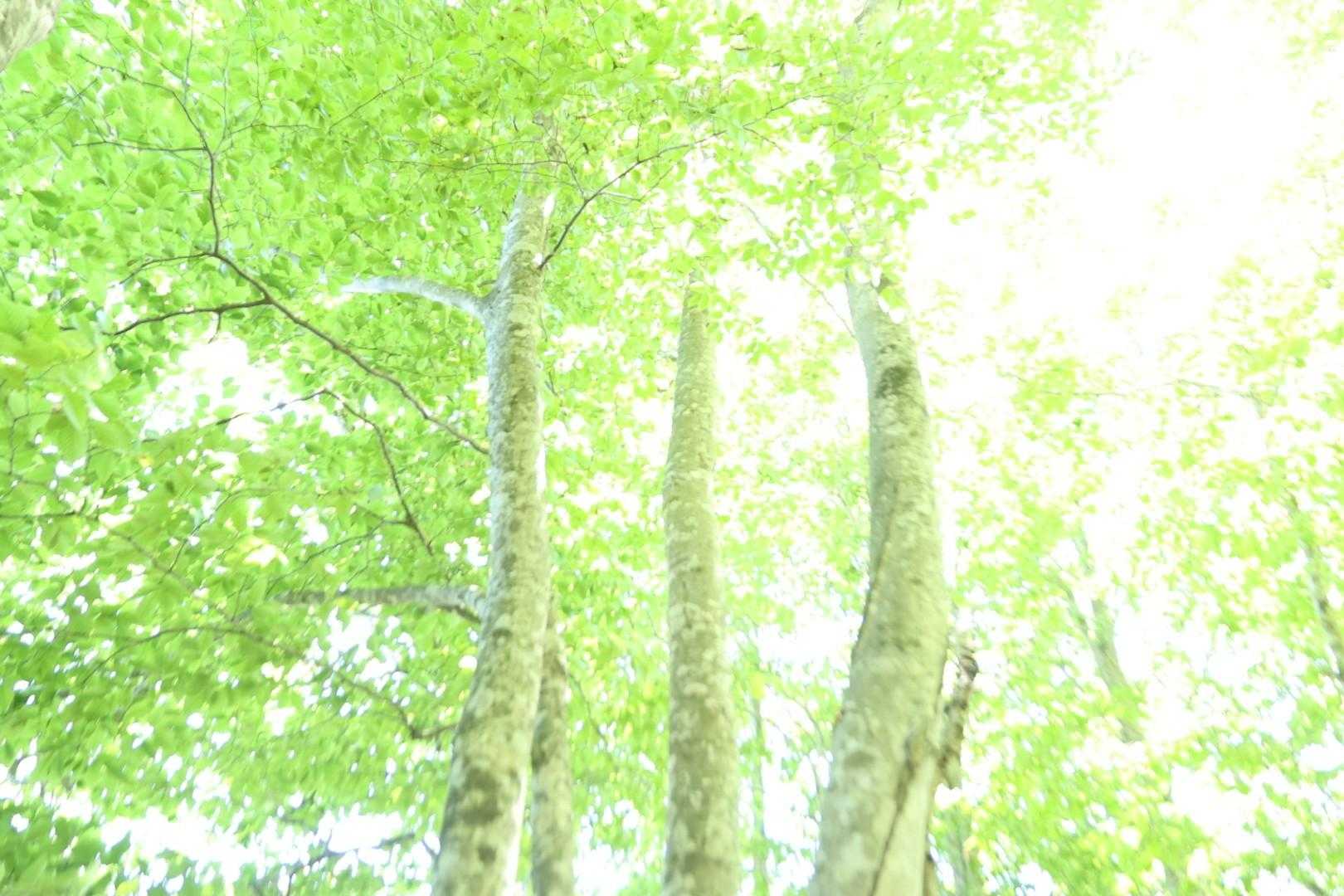 梵珠山 周回コースの写真