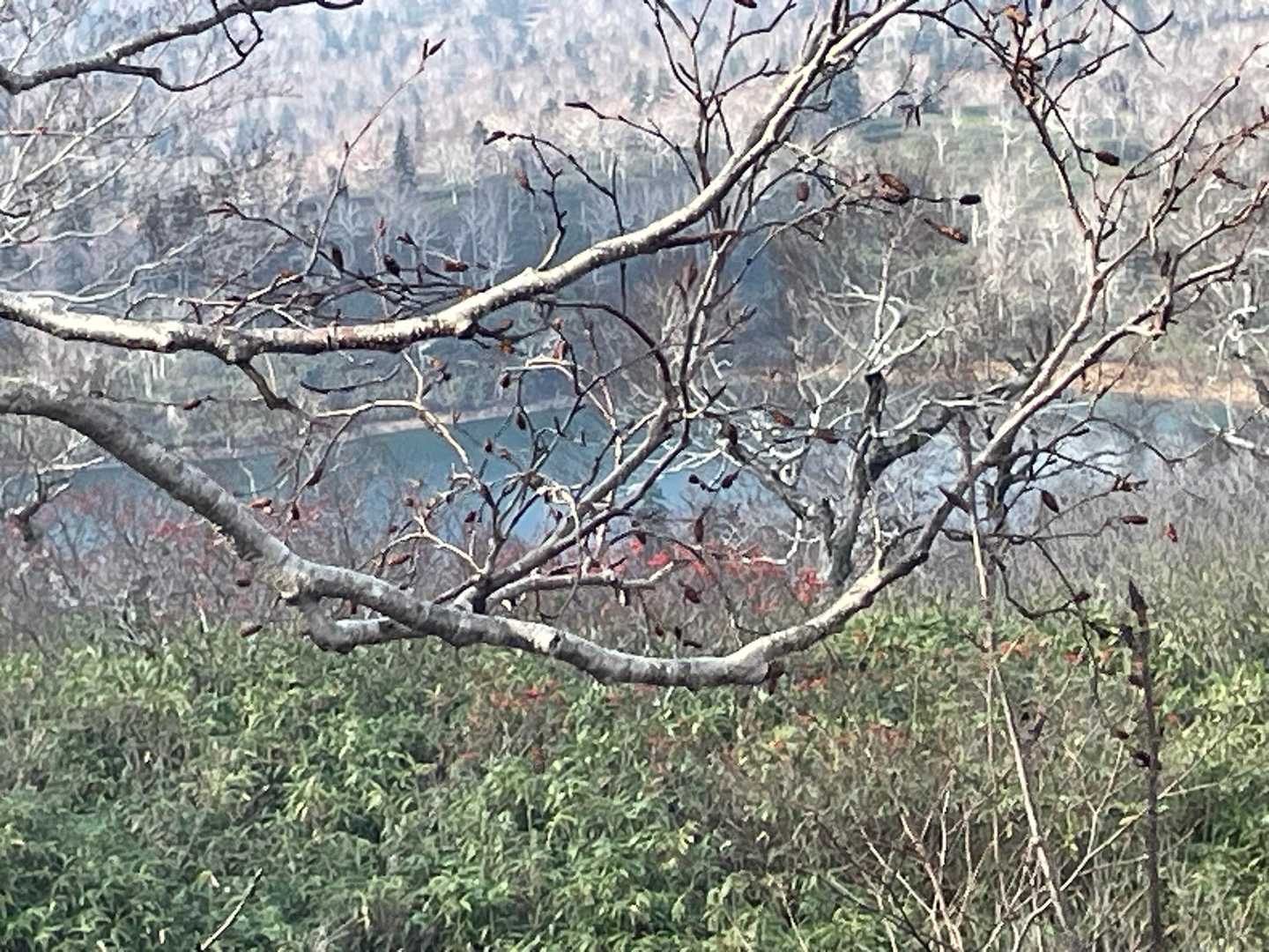 沼がチラッと見えました