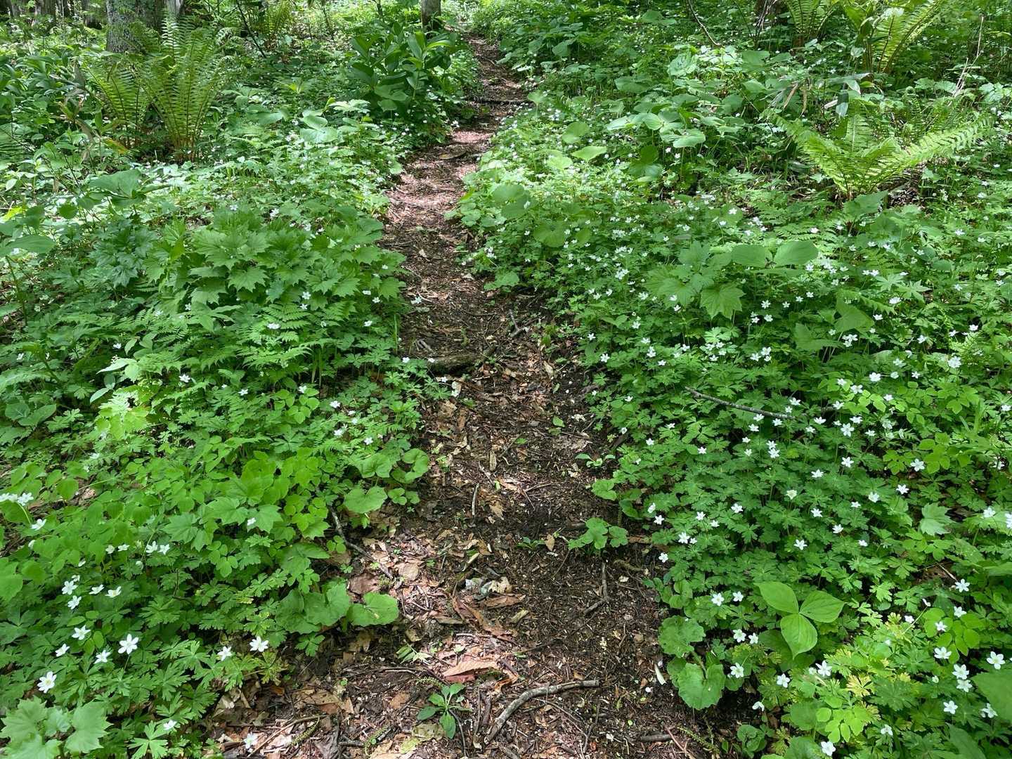 登山道の両脇にたくさんのニリンソウが山頂近くまで咲いていました😍
