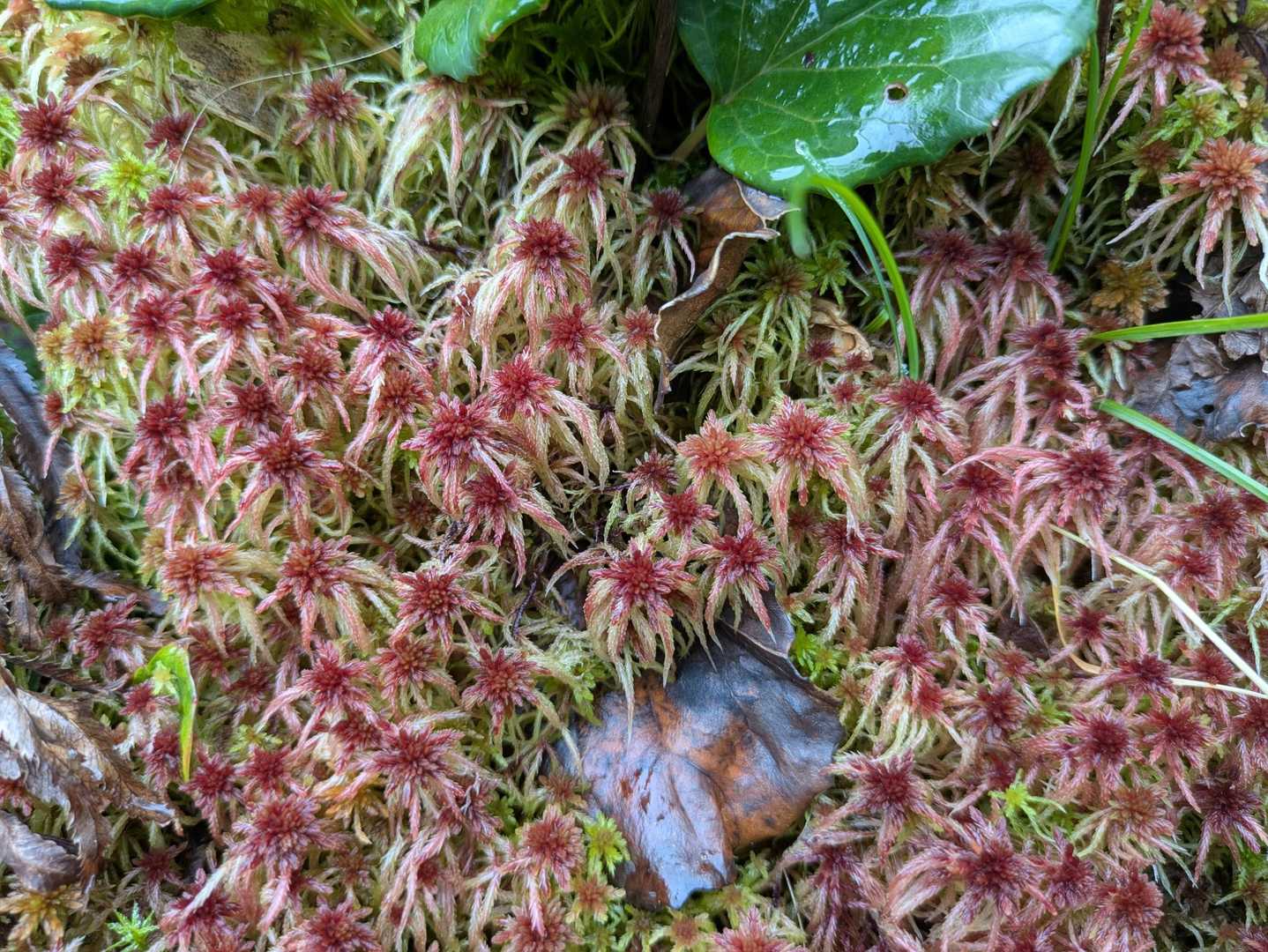 苔も赤くなる？