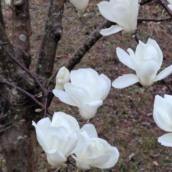 ハクモクレンは見頃
キレイやった✨