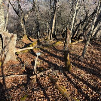 登山道崩壊で通行できなくなっている稲村岩尾根を覗き込んでみた