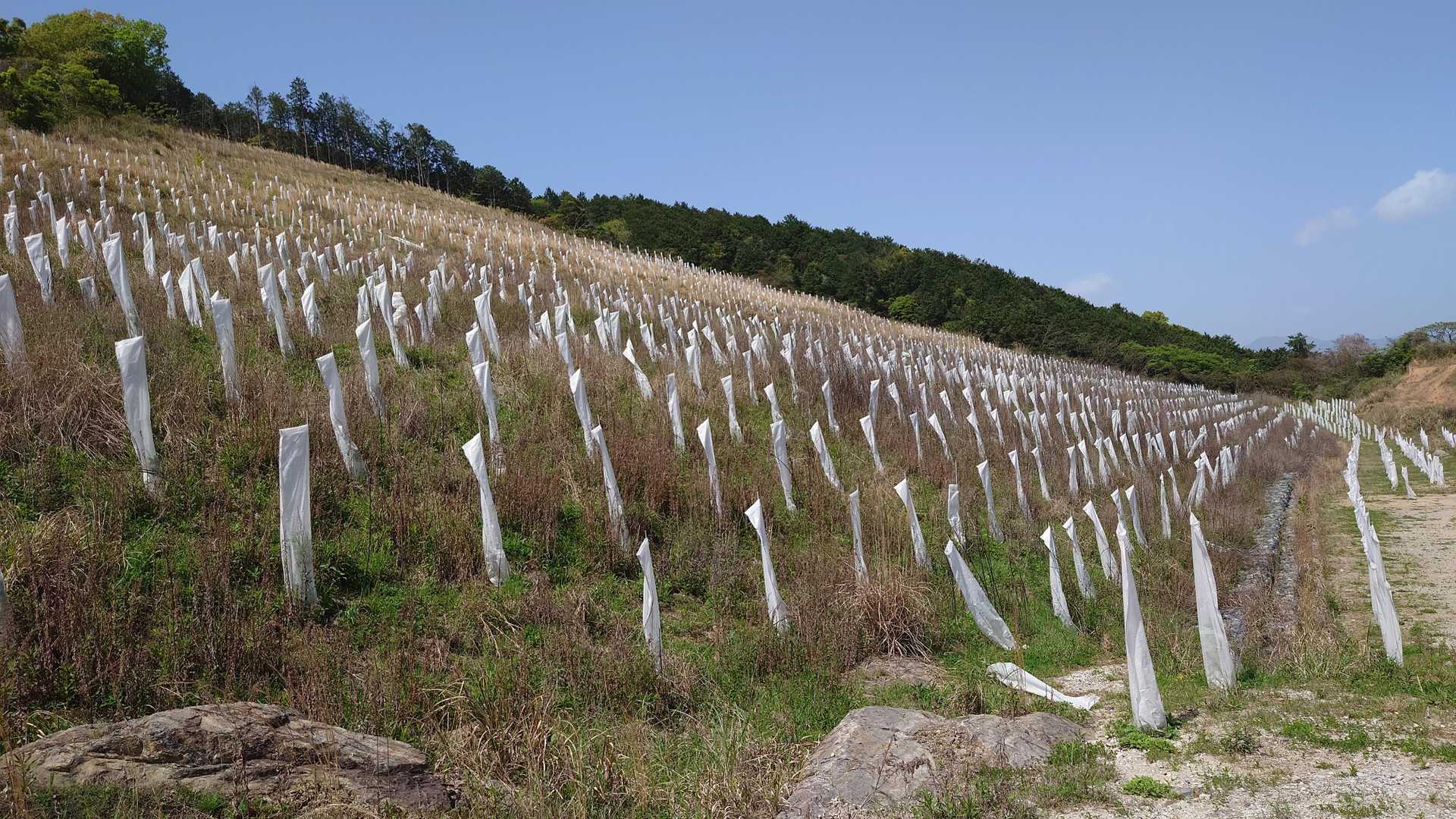 特徴的な植林が目印