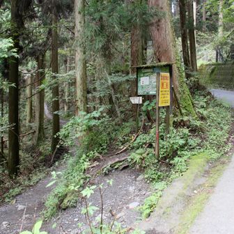 陣馬新道登山口、左側から降りてきました。」