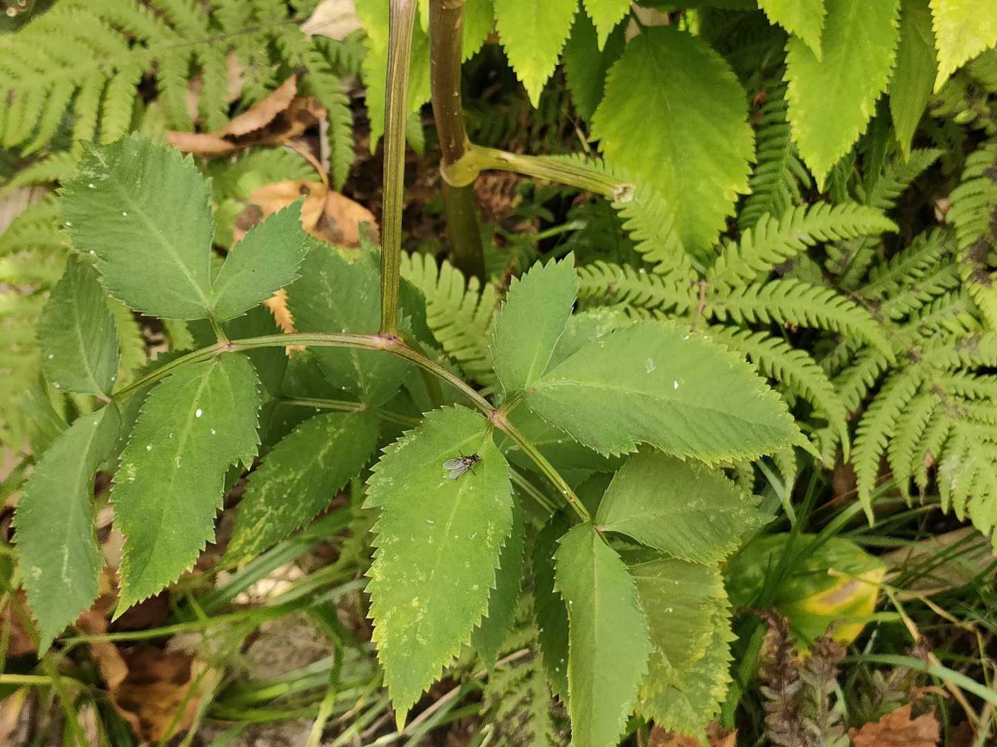 シシウドの葉