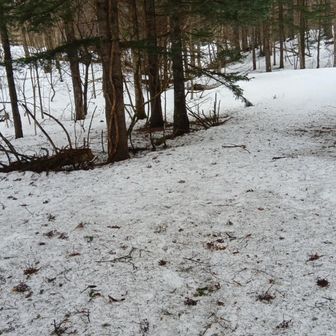 スノーシュー持ってくればよかったかも