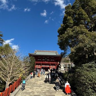 鶴岡八幡宮
大銀杏の子も大きくなってる